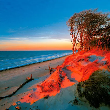 Sanddorn, بريرو